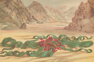 Welwitschia mirabilis, plant van Zuidwest-Afrika door English School
